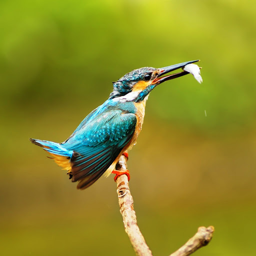 Hd-142650-ascw142650