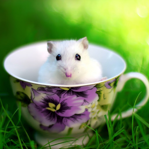 Hd-185963-ascw185963