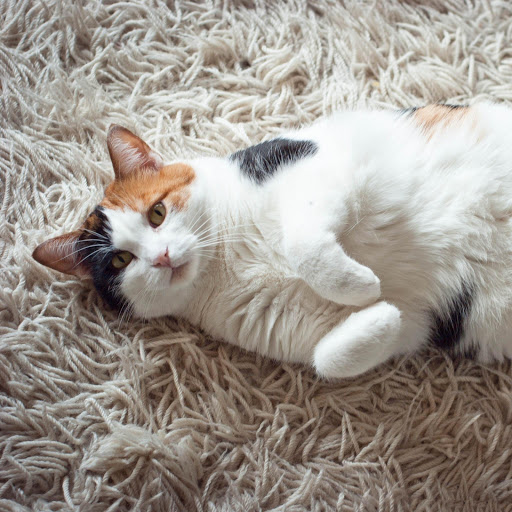 Hd-175227-ascw175227