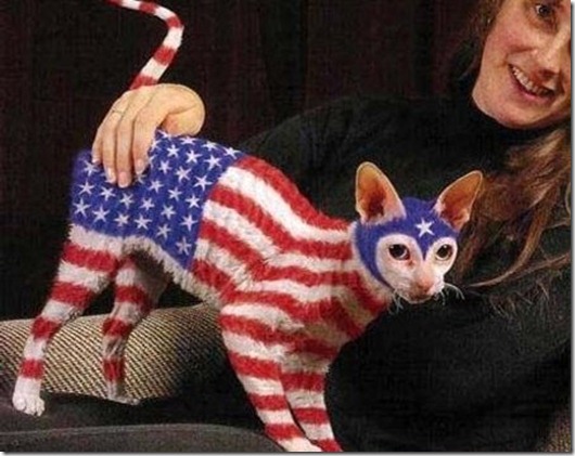 american-flag-cat3