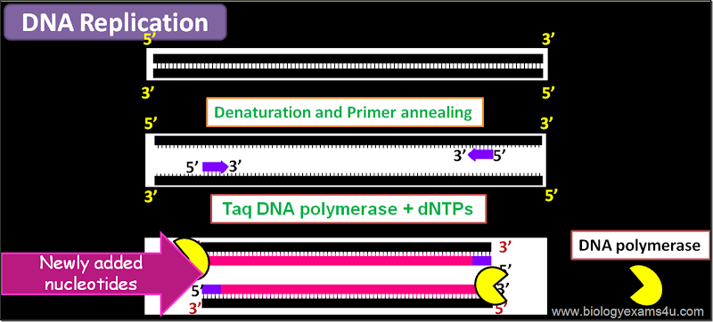 DNA polymerase in rDNA technology