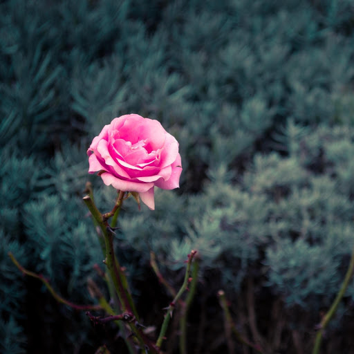 Hd-177241-ascw177241