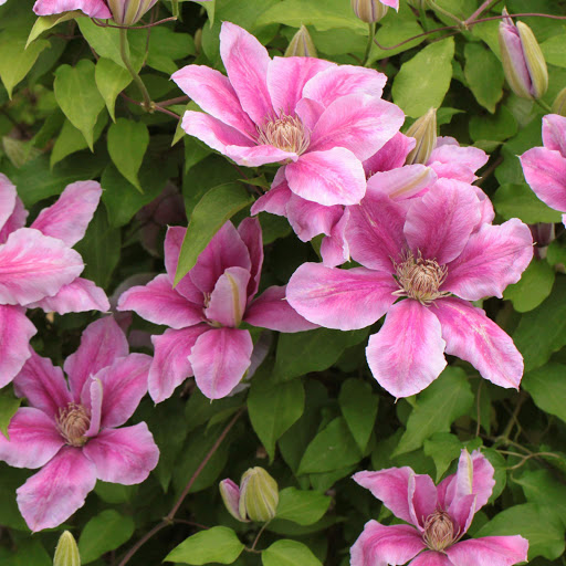 Hd-152602-ascw152602