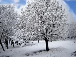 [Snowy-Trees3.jpg]