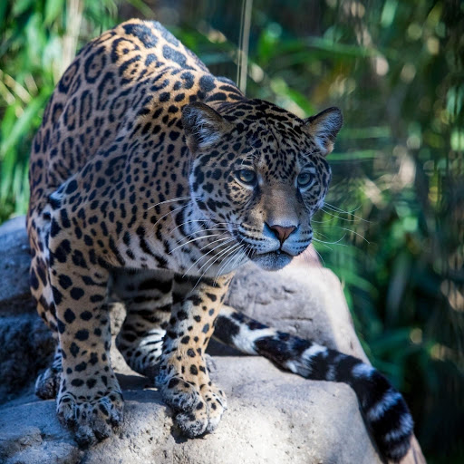 Hd-181130-ascw181130