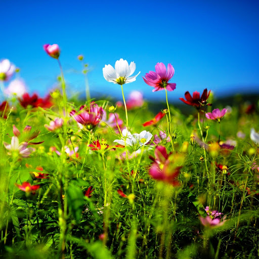 Hd-146121-ascw146121