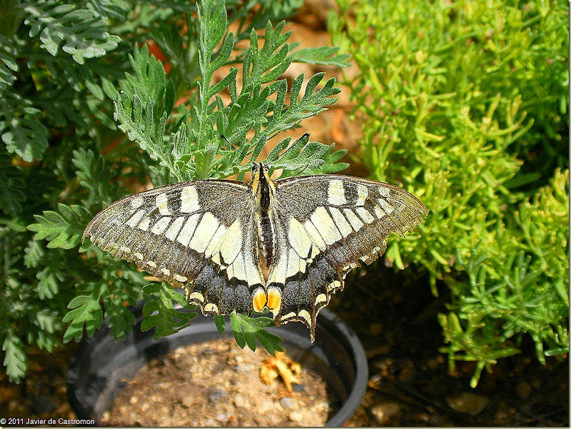 Javier de Castromori, Una gran mariposa, esta mañana, en el jardín...