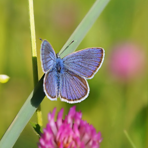 Hd-180309-ascw180309