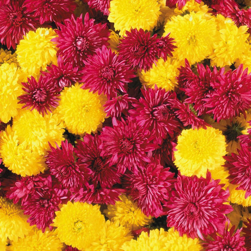 Hd-160420-ascw160420