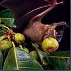 bat eating fruit
