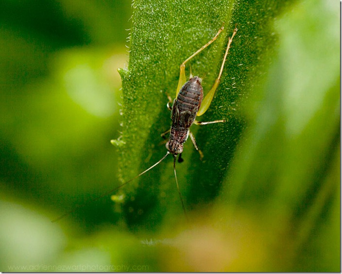 overhead view Juvenile cricket - photo by adrienne zwart of adrienneinohio.blogspot.com