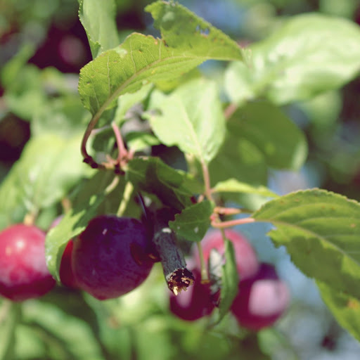 Hd-147237-ascw147237