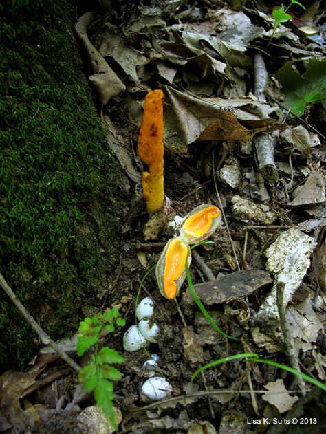 Mutinus elegans  mature, eggs and cut open egg