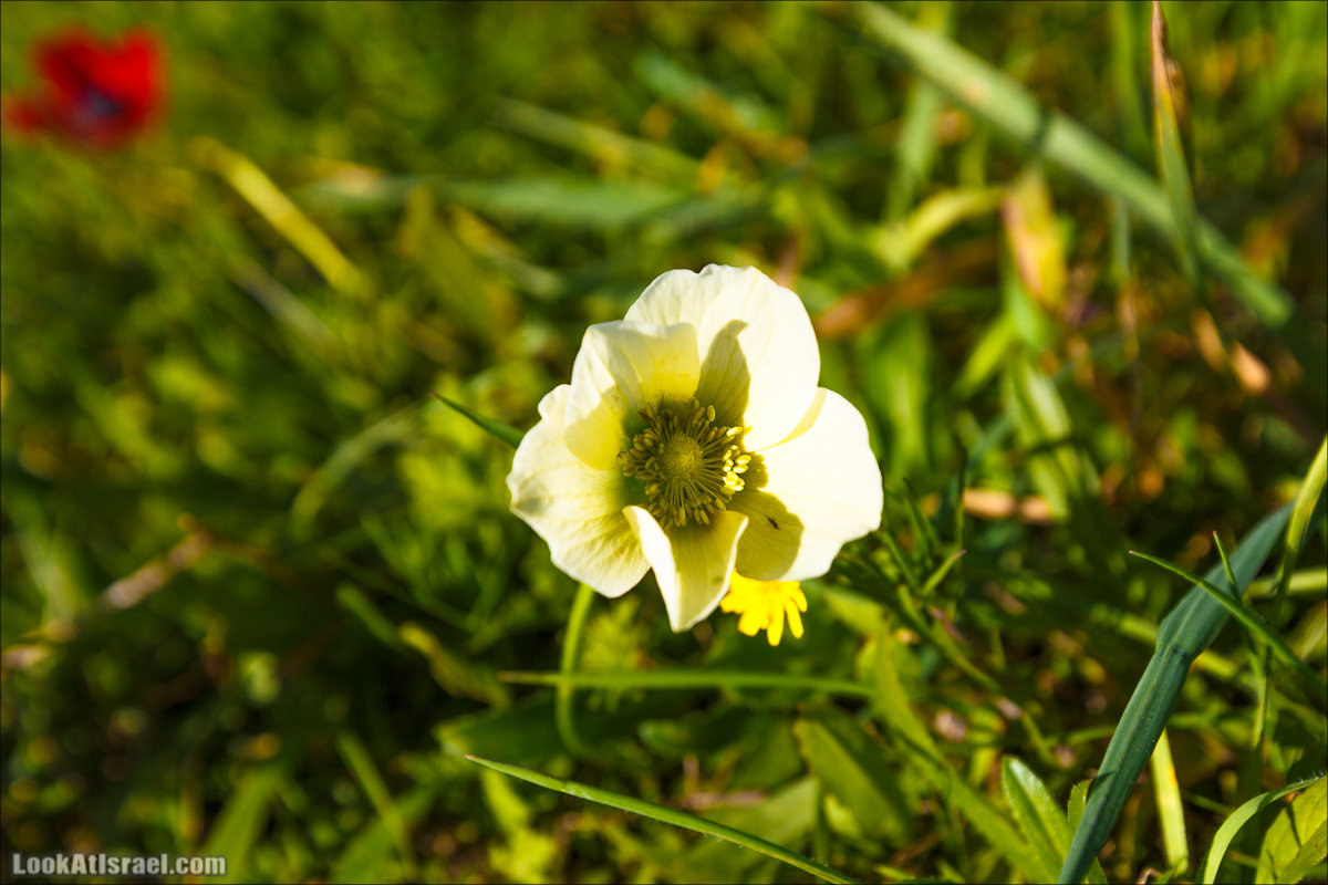 Анемоны (каланиет) пустыни Негев - Фестиваль Даром Адом в LookAtIsrael.com - Фото путешествия по Израилю | Red South festival of anemones in Negev | דרום אדום - קלניות בבארי