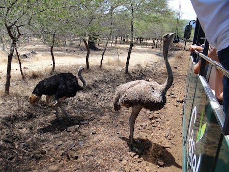 Photo safari Mauritius: Struti in Casela Park