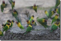 Yellow-collared Lovebirds