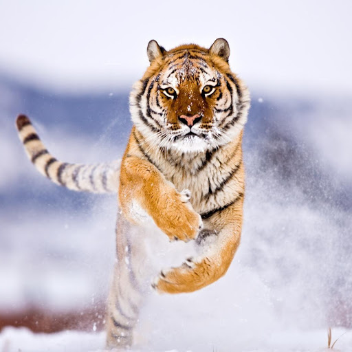 Hd-182620-ascw182620