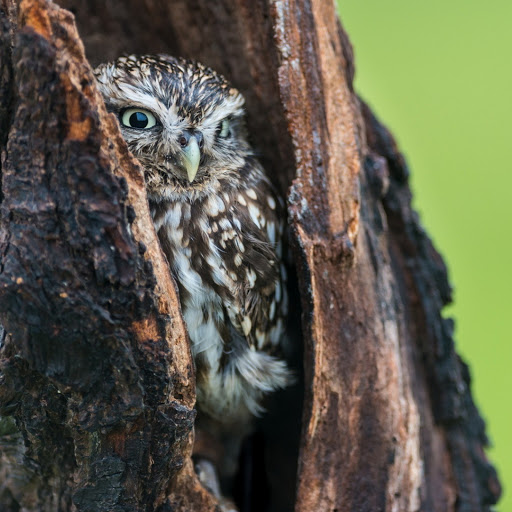 Hd-180447-ascw180447