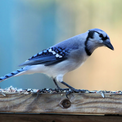 Hd-143006-ascw143006