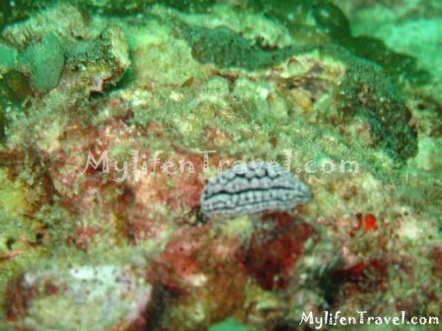 [Koh-Lipe-Diving-504.jpg]