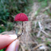 Cogumelo guarda-chuva - Umbrella mushroom