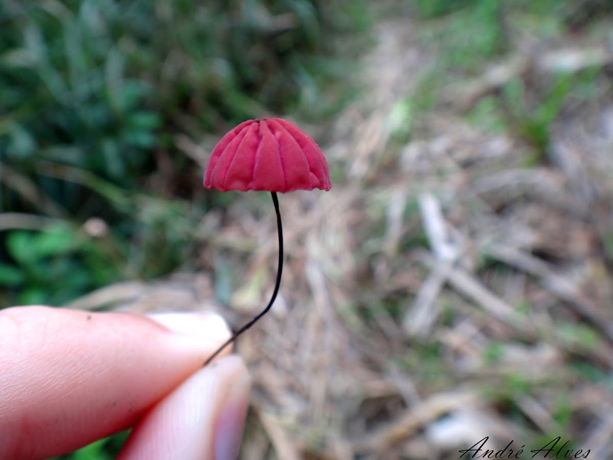 Cogumelo guarda-chuva - Umbrella mushroom