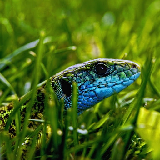 Hd-178830-ascw178830