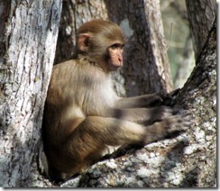 Rhesus monkey on Silver River