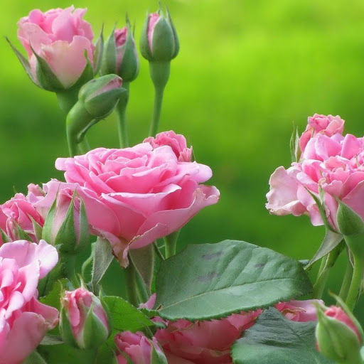 Hd-168661-ascw168661