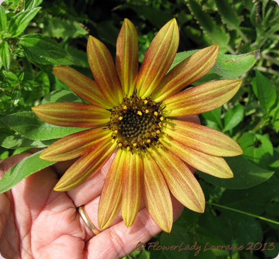 06-09-sunflower