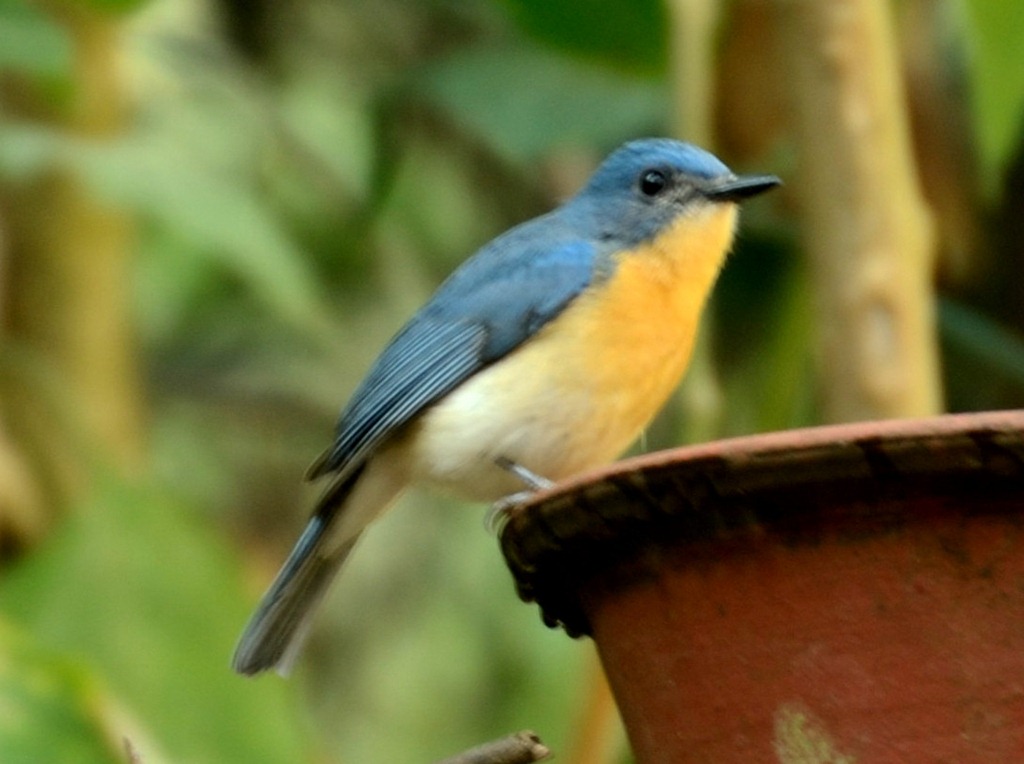 [tickells%2520blue%255B4%255D.jpg]