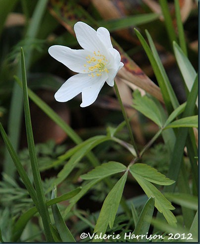 1-wood-anemone