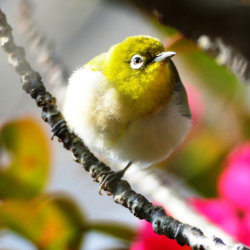 Hd-151958-ascw151958