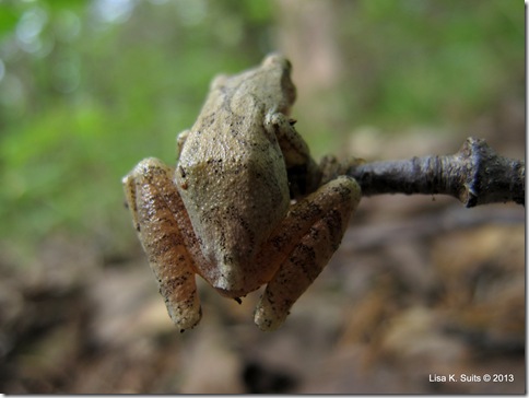 chorus frog Pseudacris brachyphona