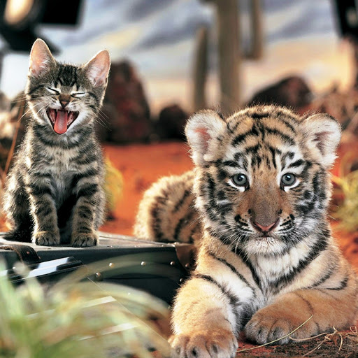 Hd-145880-ascw145880