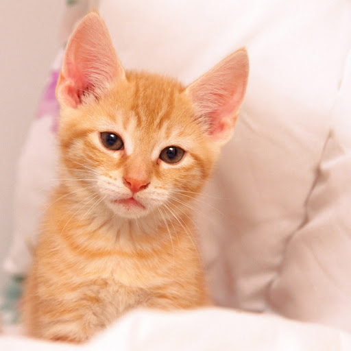 Hd-146600-ascw146600