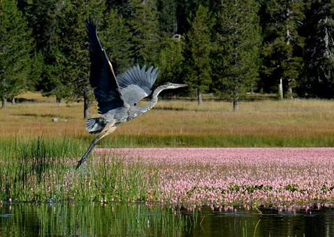 take off blue heron on Medicine Lake