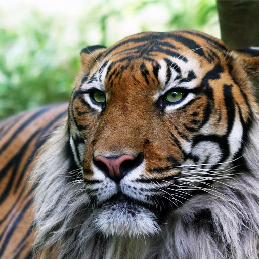 Hd-181251-ascw181251