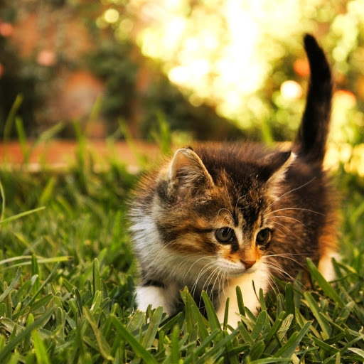 Hd-181041-ascw181041