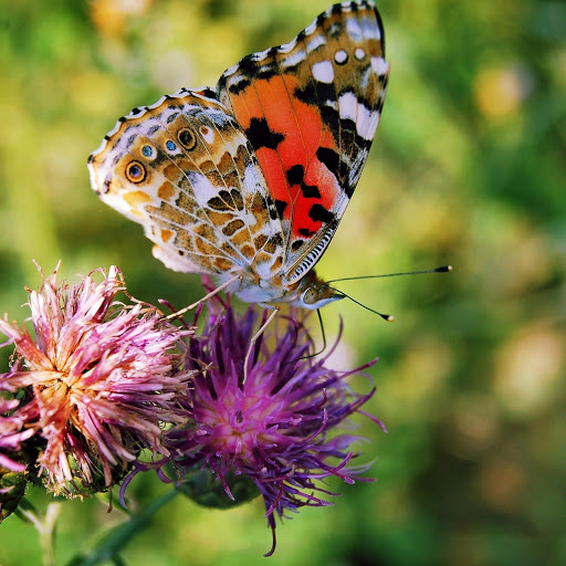 Hd-171289-ascw171289