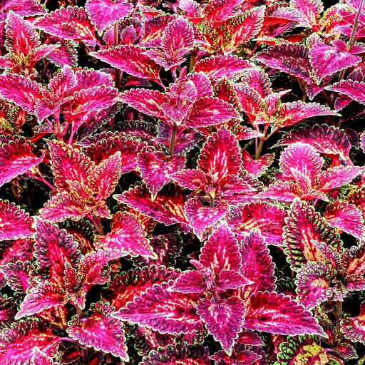 Hd-152252-ascw152252