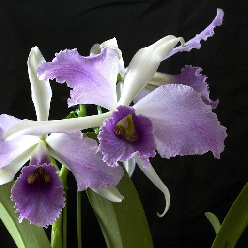 Hd-165810-ascw165810