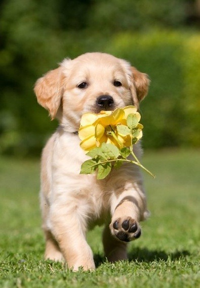 [perros%2520con%2520flor%2520%25281%2529%255B2%255D.jpg]