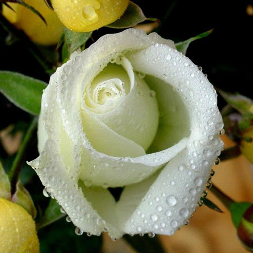 Hd-182036-ascw182036