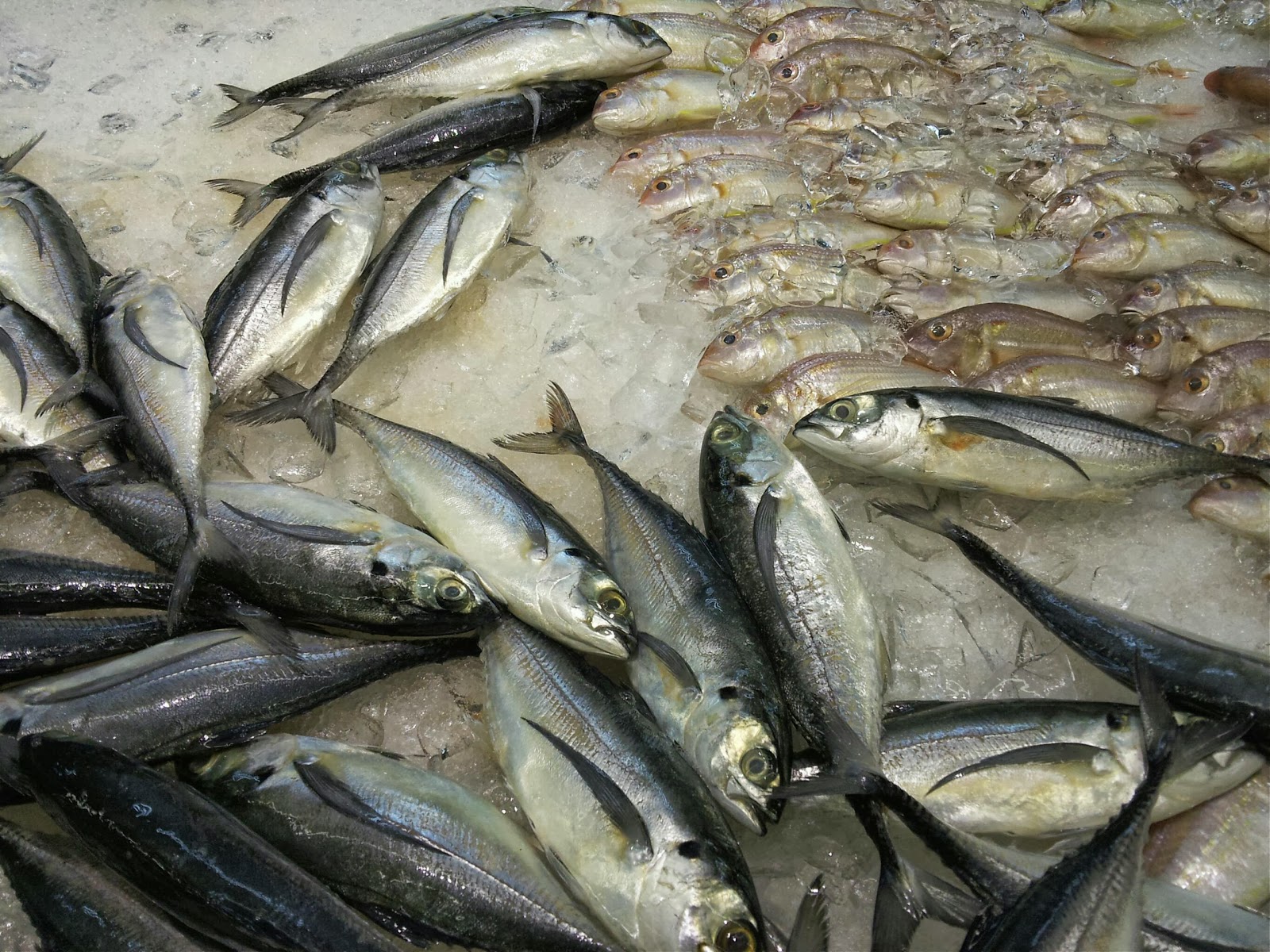 Infojelita: Jenis-Jenis Ikan Biasa Untuk digoreng