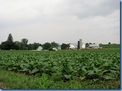 1900 Pennsylvania - near Strasburg, PA - tobacco crop
