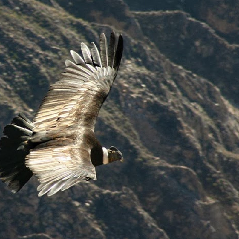 Il Condor delle Ande è sempre stato cacciato fino quasi all'estinzione perché creduto predatore di mandrie ed animali più o meno domestici.