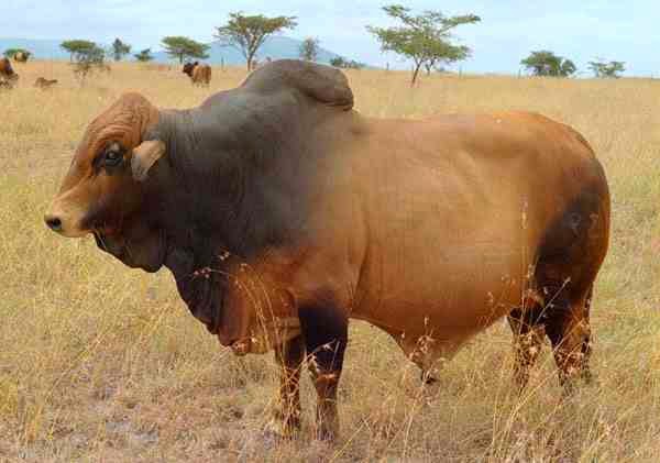 Boran Cattle