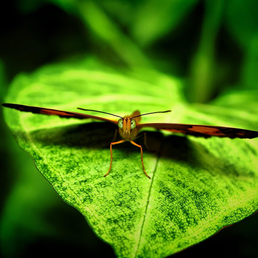 Hd-155135-ascw155135