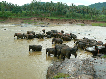 Orfelinat de elefanti Sri Lanka
